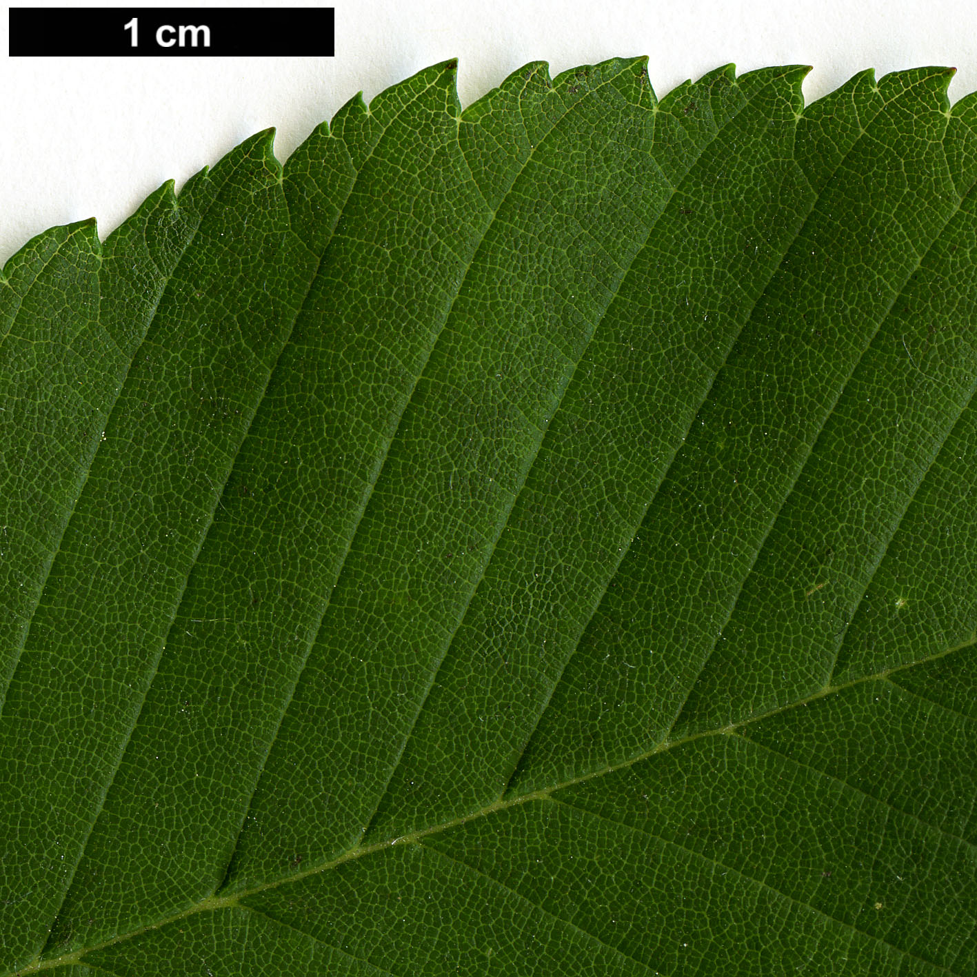 High resolution image: Family: Ulmaceae - Genus: Ulmus - Taxon: serotina